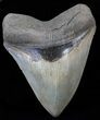 Stunning, Megalodon Tooth - Battery Creek #62638-1